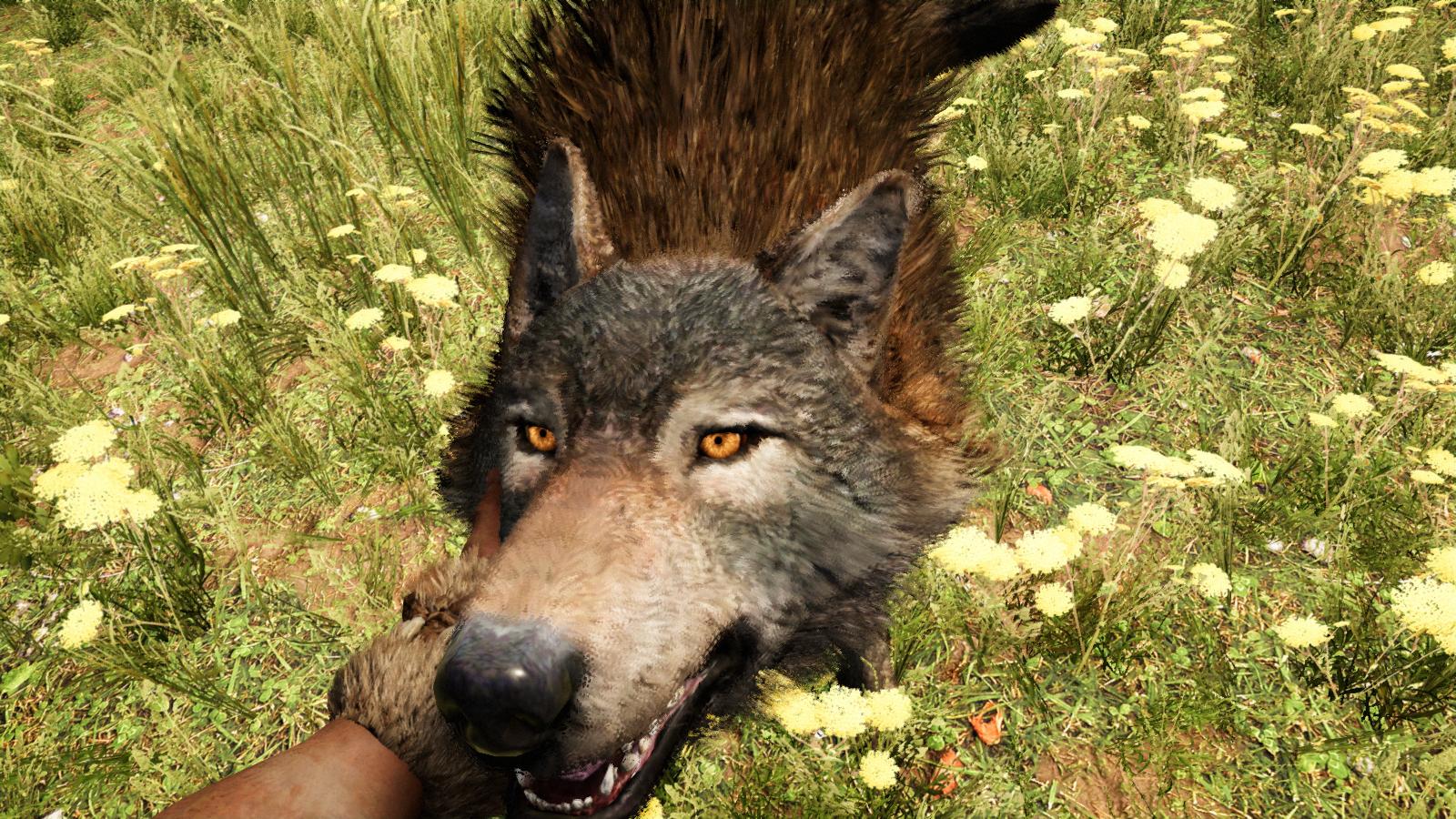 Far Cry Primal приручить Волка.
